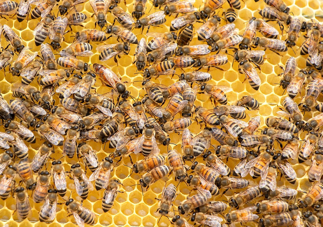image À la rencontre de Fabien Kouachi : Sensibiliser pour sauver les abeilles